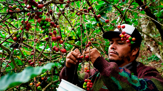 The Evolution of Colombian Coffee Consumption in New Orleans